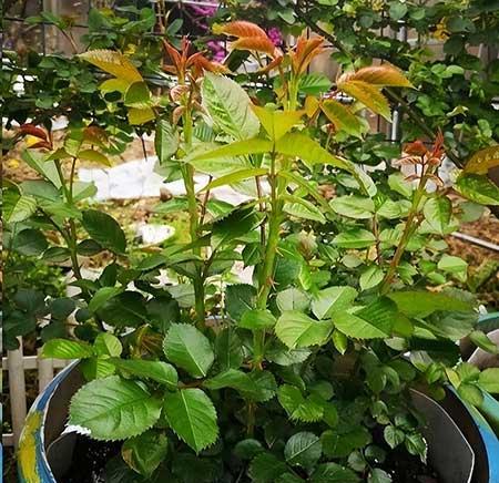 如何养护月季花