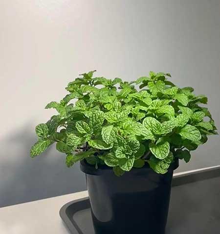 可以在卧室养的花有哪些