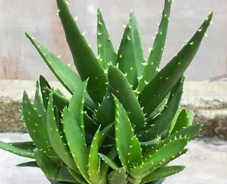 可以在卧室养的花有哪些