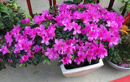 不好养的花