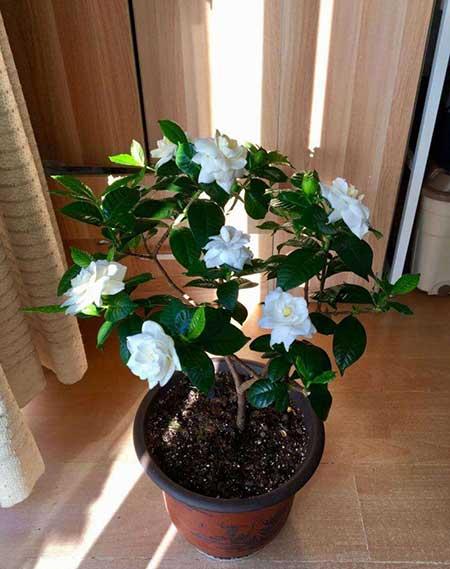不好养的花