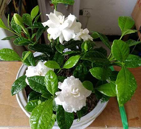 不好养的花