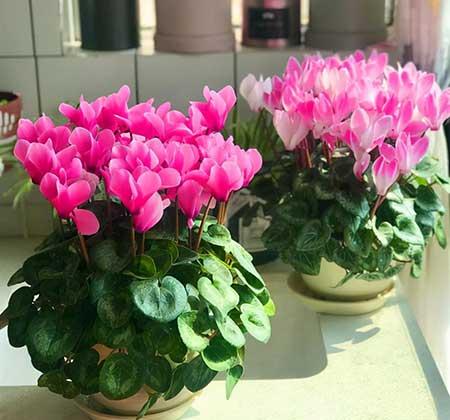 不好养的花