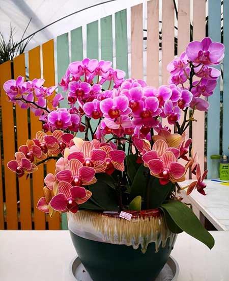 不好养的花