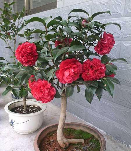 不好养的花
