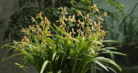 不好养的花