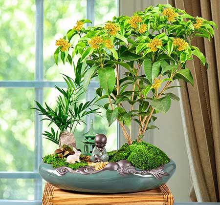 不好养的花