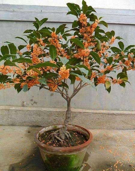 不好养的花