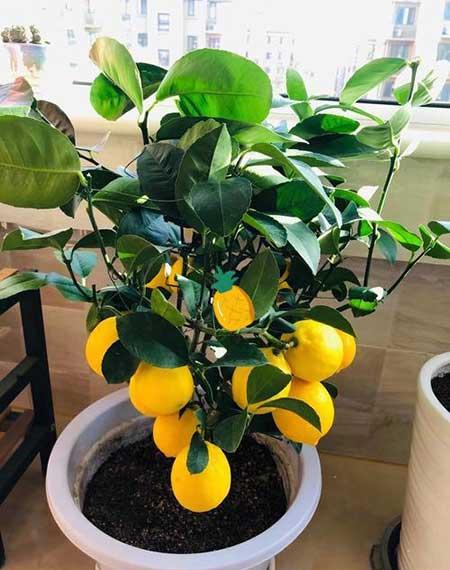 不好养的花