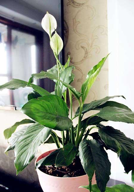 不好养的花