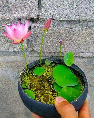 不好养的花