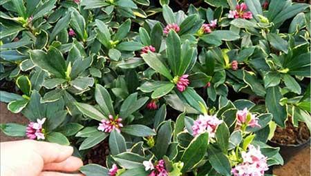 不好养的花