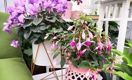 不好养的花