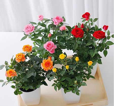 不好养的花