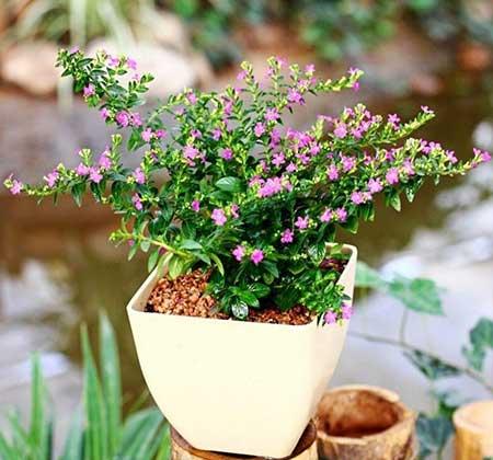 不好养的花