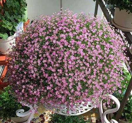 不好养的花