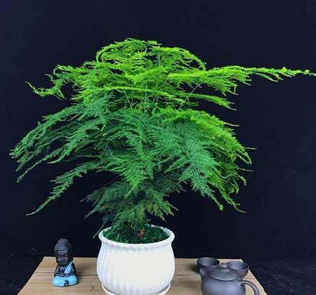 不好养的花