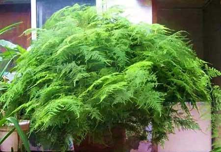 不好养的花