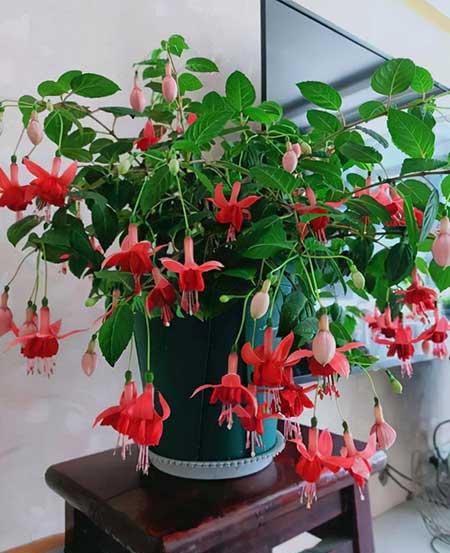 不好养的花