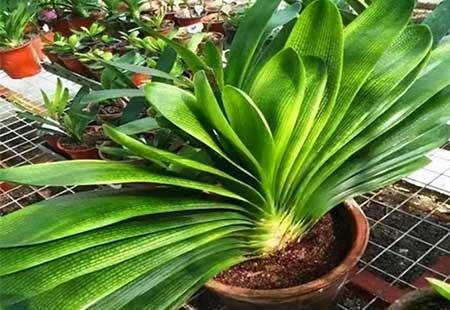 不好养的花
