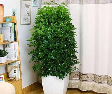 最适合室内养的绿植