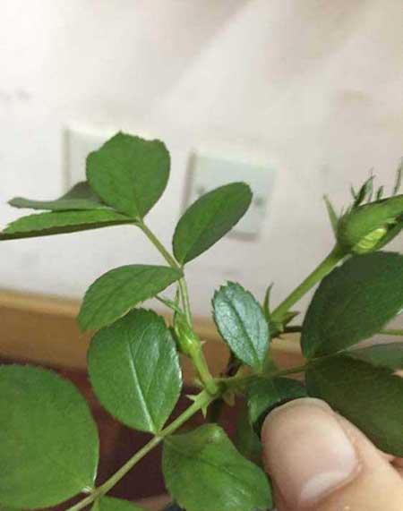 月季幼苗的养护