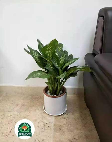 绿植租摆图片大全