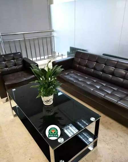 绿植租摆图片大全