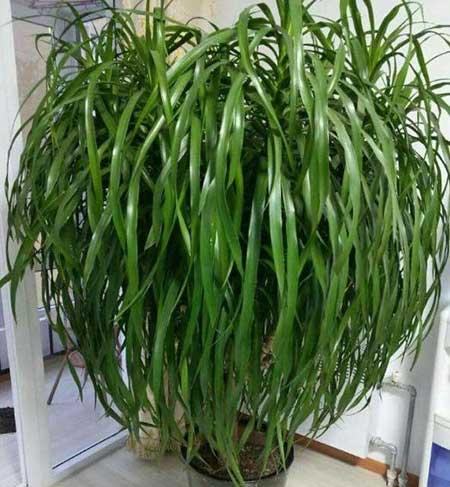 绿植龙血树怎么养