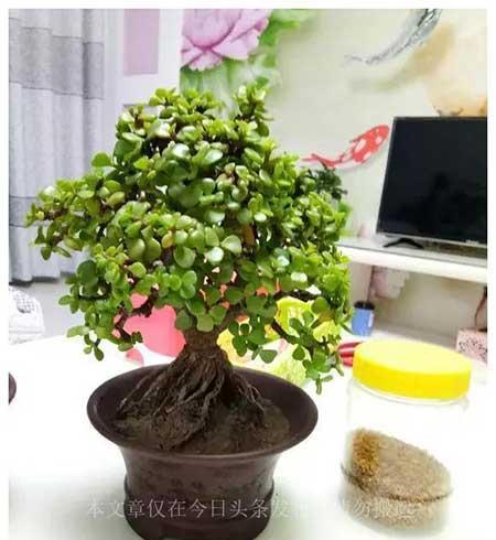 家庭常养绿植花卉