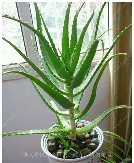 家庭常养绿植花卉