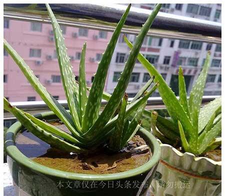 家庭常养绿植花卉