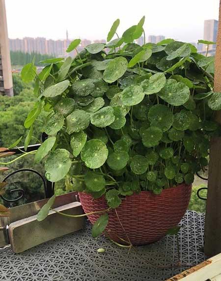 家里养的花图片