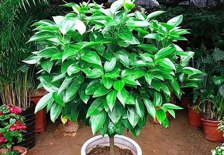 家里养的花图片