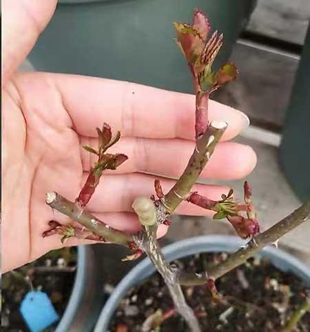 月季开花期间的养护