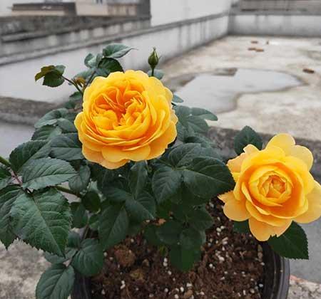 月季开花期间的养护