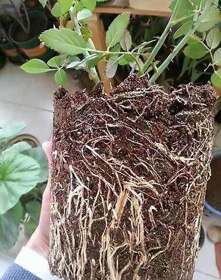 月季开花期间的养护
