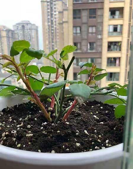 月季开花期间的养护
