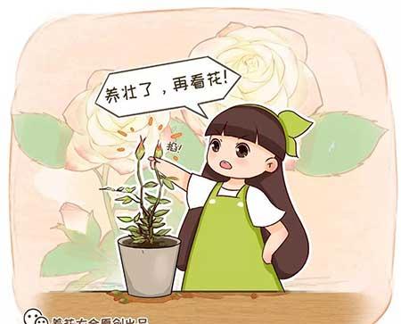 月季花的养护方法