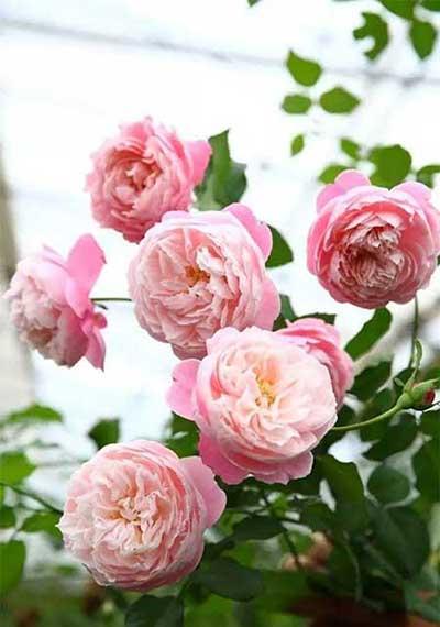 月季花的养护方法