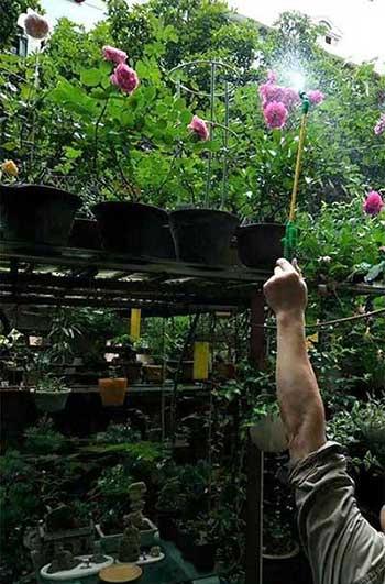 月季花的养护方法