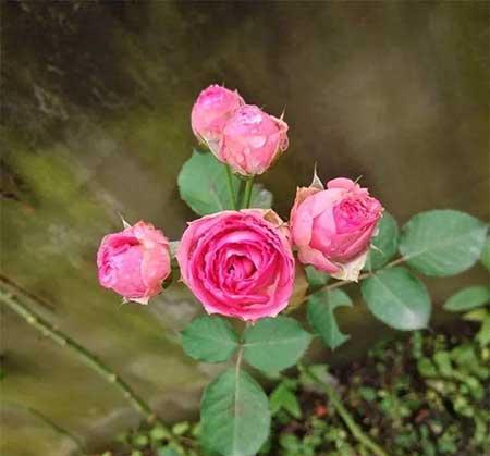 月季花的养护方法