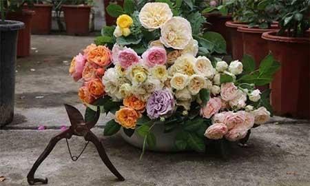 月季花的养护方法