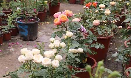 月季花的养护方法