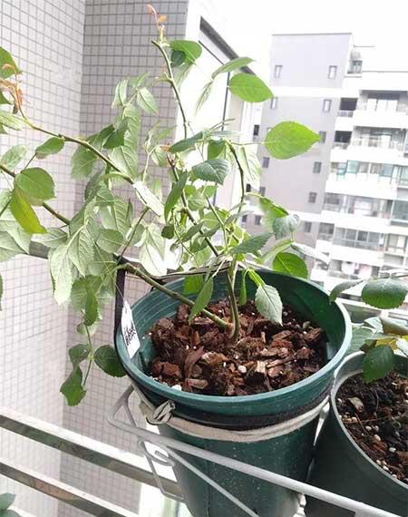 月季花的养护方法