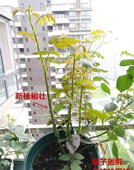 月季花的养护方法