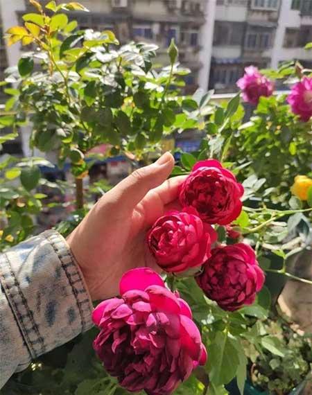 月季花的养护方法