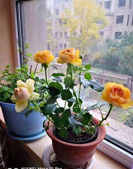 月季花的养护方法