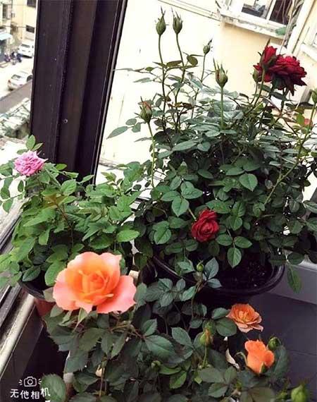 月季花的养护方法