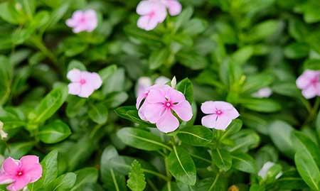 适合阳台养的花期长的花